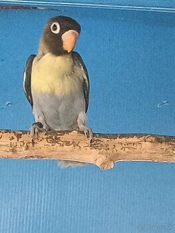agapornis škraboškový TRICOLOR