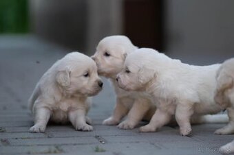 Golden retriever
