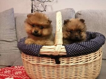 Oranžový špic-pomeranian