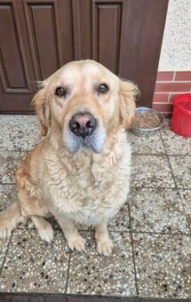 Zlatý retriever - 1