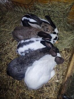 Nemecký obrovitý strakáč