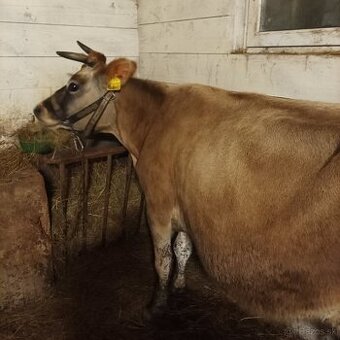 Predám kravu Jersey