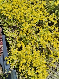 Rozchodniky väčšie množstvo