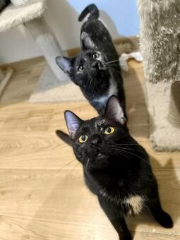 Dorotka & Dália