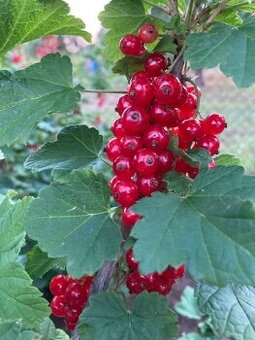 Predám sadenice malín, tayberry, čiernych ríbezlí a černíc.