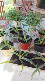 Predám Aloe Vera
