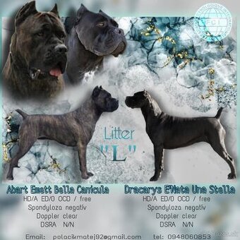 Cane Corso šteniatka s PP FCI