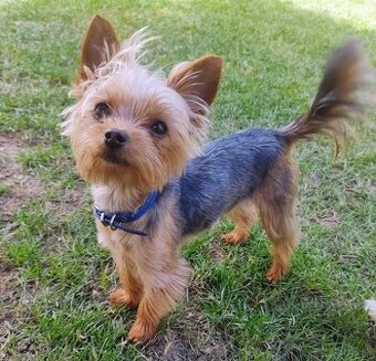 Krytie - Yorkshire Terrier