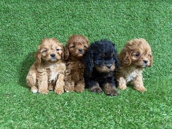 Cavapoo - 1