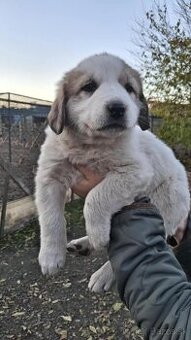 Stredoazijsky ovciak