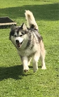 Aljašský Malamut