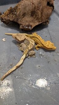 Pagekony riasnaté (samec a samica)