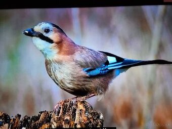 Predám Smart LED TV Medion 92947 Full HD s Android aj Wi-Fi