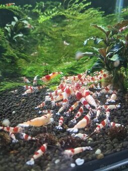 Krevetky Crystal red - 1