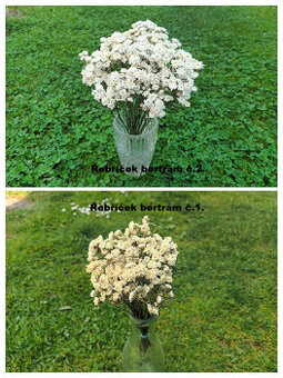 Sušené kvety - Řebříček bertrám.