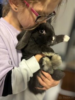 Minilop samcek 8mes z reg. chovu