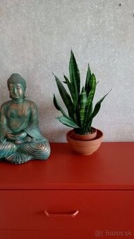 Sansivieria Trifasciata