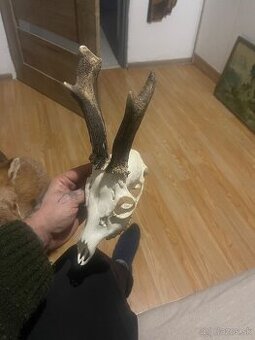Trofej ,srnec ,zhody ,parohy ,parožie