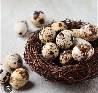 Nasadove vajicka prepelice faraon jumbo, anglicka biela