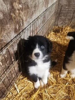 Border kólia šteniatka