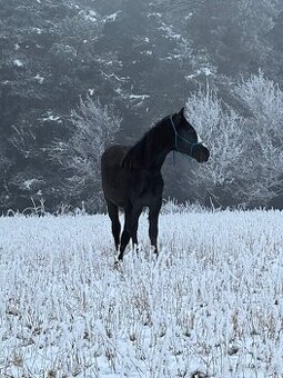 Valach s top povahou