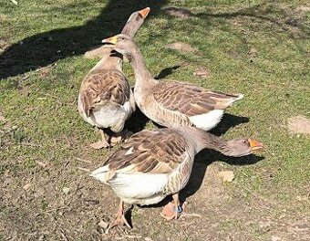 Predám Gunara Hus Suchovska