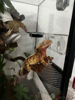 Pagekon riasnaty samica