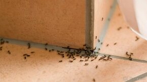 Deratizácia mravcov
