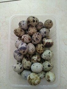 Prepeličie vajcia