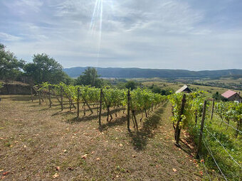 PREDAJ Nádherná vinica s chatkou, Hrušov - 1