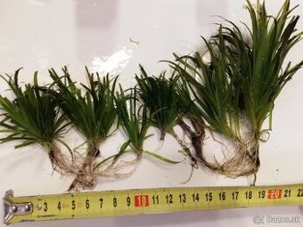 Rastlinky: blyxa, microsorium, Limnophila