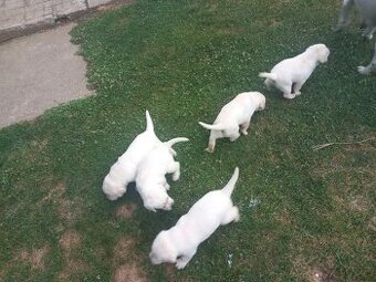 Predám bieleho labradora