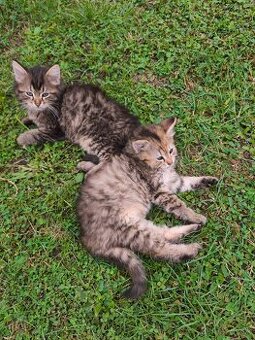 Maine coon , kríženci od Nórskeho otca