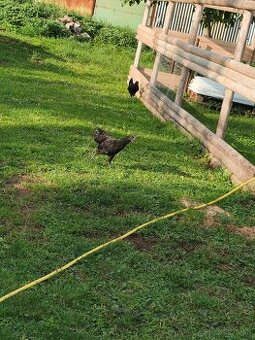 Kohútiky Ayam cemany
