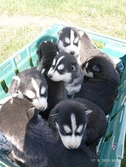 Sibírsky husky