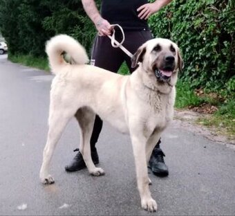 Kangal