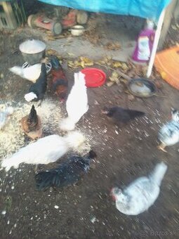 Predám krásne holandanky a milflerky