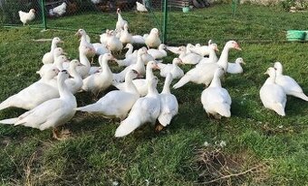 Predám kačky a káčerov Barberie