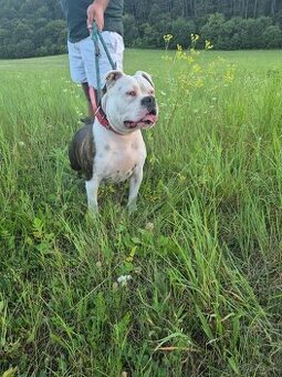 Predam spapermi  je  aj ,a čipovana