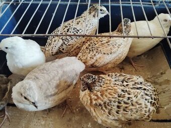 Predám japonské prepelice