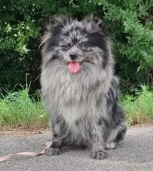 Pomeranian s PP
