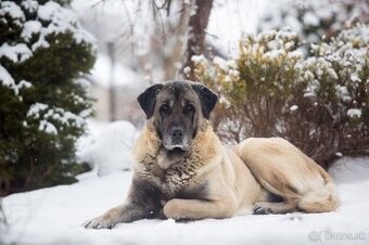 Kangal na krytie s PP