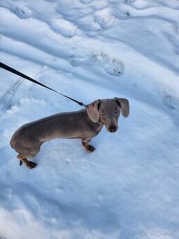 Šteniatko jazvečíka trpasličieho