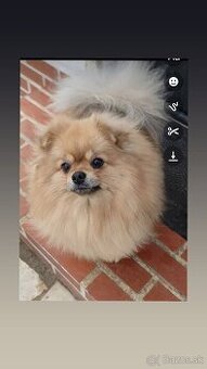 Fenka na predaj s PP