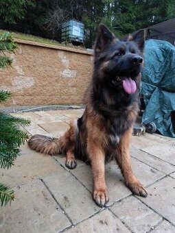 Dlhosrstý nemecký ovčiak