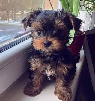 Šteniatka yorkshirského teriéra hľadajú domov