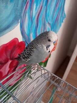 Darujem samca andulky