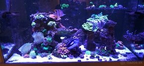 Morske akvarium