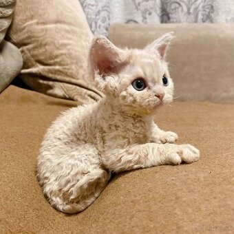 Devon rex, zháňam mačiatko plemena Devon rex