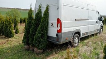 Tuja Smaragd, vavrínovec, červienka - Prešov